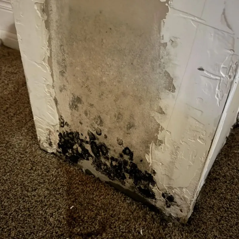Professional Mold Removal in Imlay City, MI